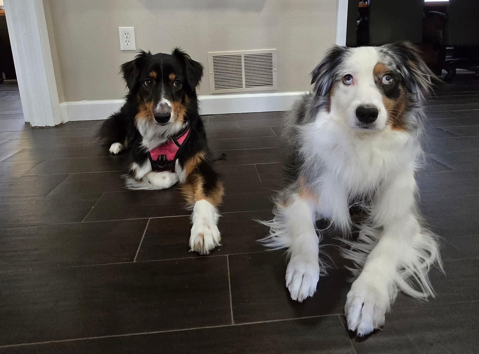 Sadie and Blu, the firm's two Australian shepherds, lying side by side in the reception hallway